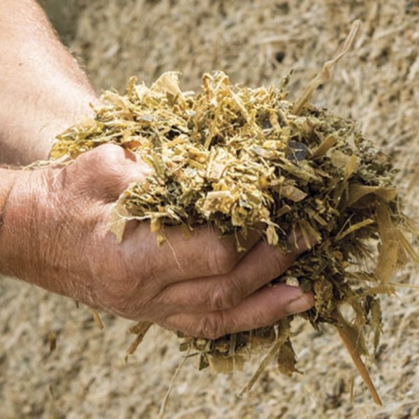Corn Silage