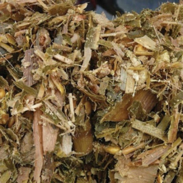 Fermented Bagasse