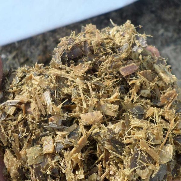 Corn Silage
