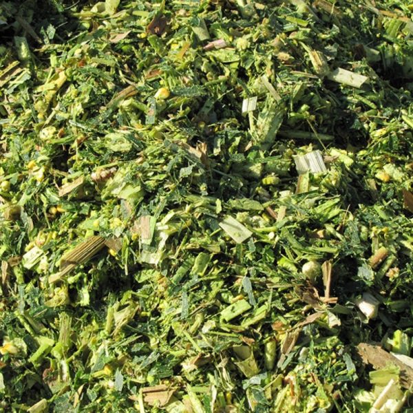 Corn Silage