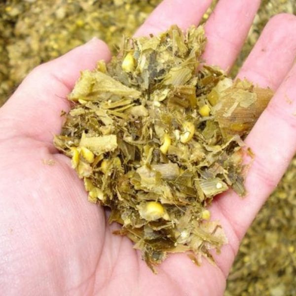 Corn Silage
