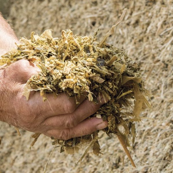Fermented Bagasse