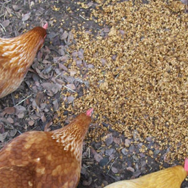 Dried Brewers Grains