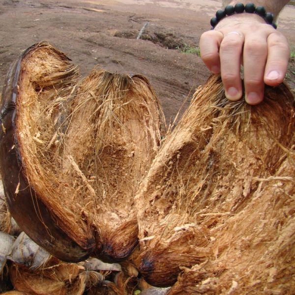 Coco Fiber