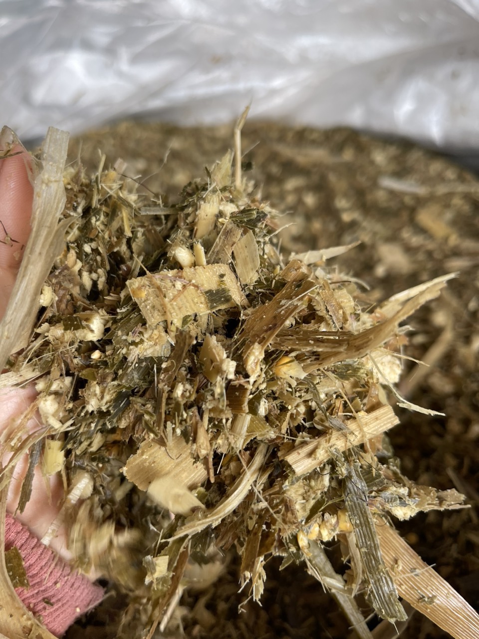 What is corn silage?